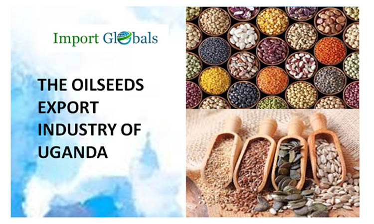 The Oilseeds Export Industry of Uganda: (2024 Trade Sheet)